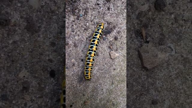 Огромная красивая гусеница / Гусеница капюшонницы салатной / Huge beautiful caterpillar