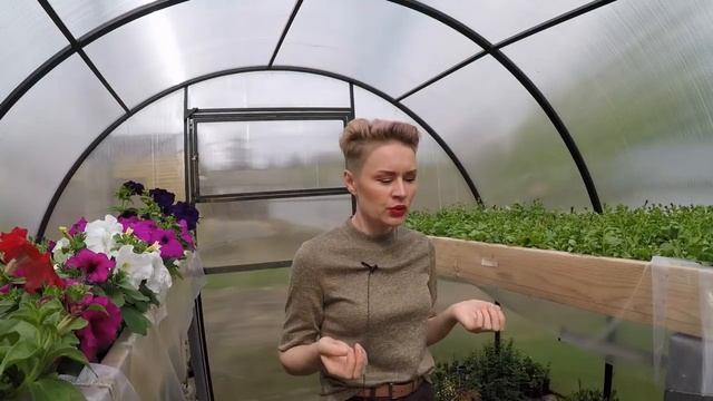 ПЕТУНИЯ ТАЙДАЛ.ТОРНАДО.ТАЙФУН.ОТВЕТЫ НА ВОПРОСЫ.2020 смотреть онлайн