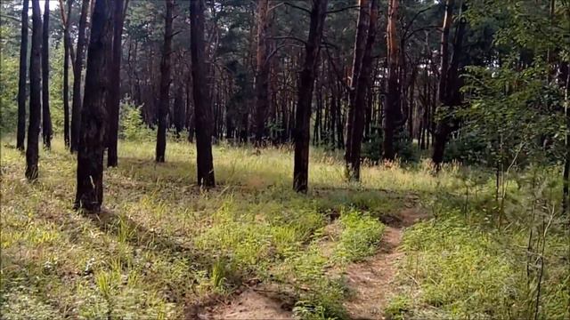 Прогулка внутренними лесопарковыми тропами. Маршрут Фабрика Тико-Свято - Николаевский собор. смотреть онлайн