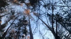 Мелкашку заклинила на охоте / Промысел 2020 / попал в белку в зуб и....