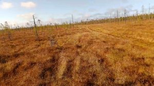 Каракат ЗИС-5, едет по заболоченному профилю на третьей с движком 15 лс.