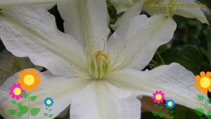 Клематис гибридный Роко-Колла. Краткий обзор, описание характеристик clematis Roko-kolla