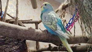 ГОША КРАСАВЧИК! УРОК ДЛЯ ПОПУГАЯ. УЧИМ ПОПУГАЯ ГОВОРИТЬ СВОЁ ИМЯ.