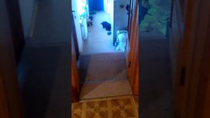 Скотч терьер Ричард (шотландский терьер)