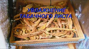 ДНЕВНИК ТАБАКОВОДА № 32 ( 27.07. Увлажнение листьев табака ) ТАБАК