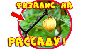 Физалис выращивание. Рассада физалиса. Physalis