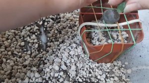 Литопсы. Пересадка.