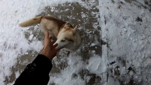 Можно ли держать собаку Хаски на улице?