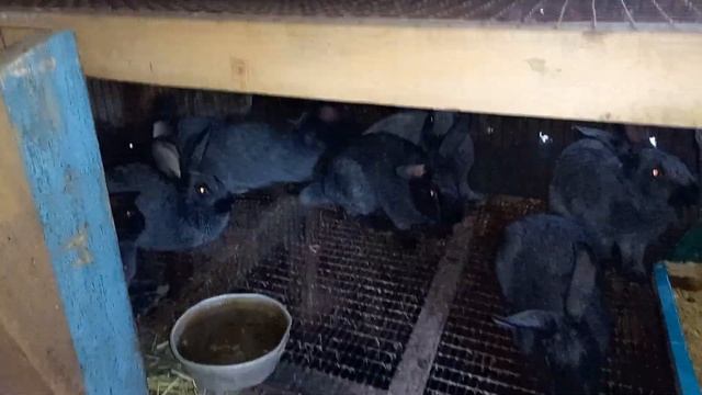 Кролики породы полтавское серебро смотреть онлайн