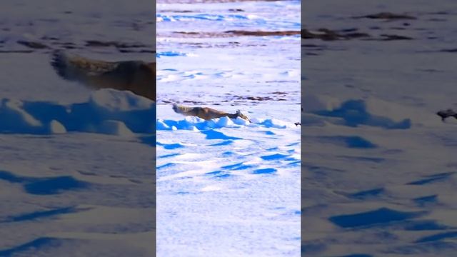 Video._1#Красота #природы #шикарно #музыкадлядуши #музыка #красиво #хочуврек #хочувр #украинатикток