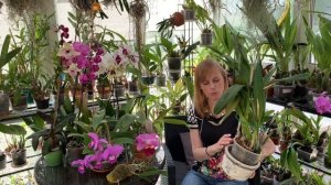 В КАКОЙ ГОРШОК ПОСАДИТЬ ОРХИДЕЮ Cattleya? Керамика против пластика.
