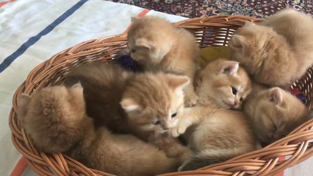 🧡🧡🧡КОТЯТА БЫВАЮТ РАЗНЫЕ💛🤍💜 ГОЛУБЫЕ💙ШОКОЛАДНЫЕ🤎КРАСНЫЕ❤️💜 🤍ЗОЛОТАЯ ШИНШИЛЛА.