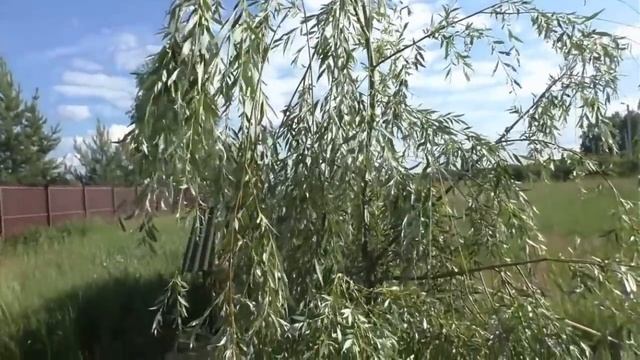 Декоративные ивы сезон 2019. Морозостойкие сорта уральской селекции. смотреть онлайн