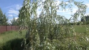 Декоративные ивы сезон 2019. Морозостойкие сорта уральской селекции.