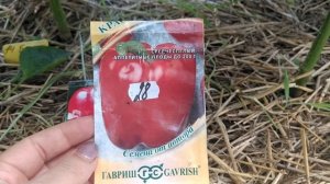 обзор перчика.  ,, Бирюза,, и ,,Красный куб,,