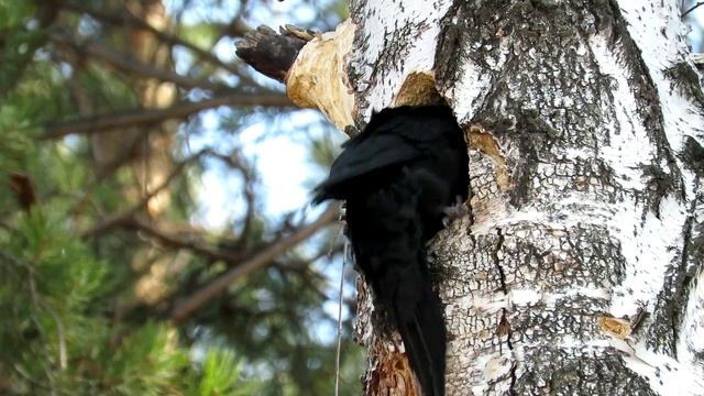 "Гнездование" Черный дятел, Black Woodpecker смотреть онлайн