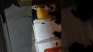 Новости по 8 котятам, которые были найдены на чердаке дачного сарая.
