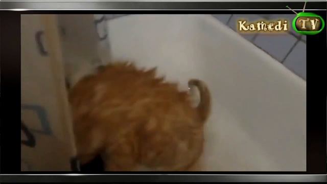 Кот культурист !!! №42 Kamedi TV смотреть онлайн