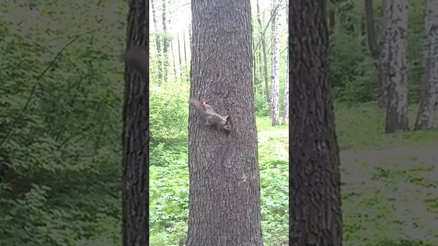 Белка в дупле, белка в коляске смотреть онлайн