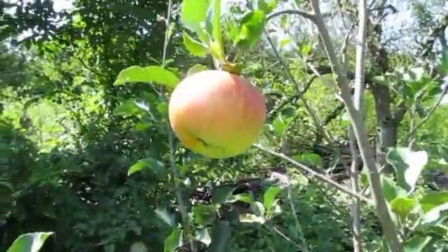 Сорт яблок Рубинола смотреть онлайн