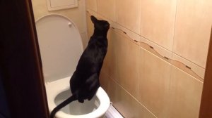 Кот ориентальной породы ходит писать в унитаз