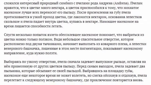 Цветок венерин башмачок крупноцветковый фото и описание Уход за растением
