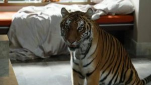 Мальчишник в Вегасе