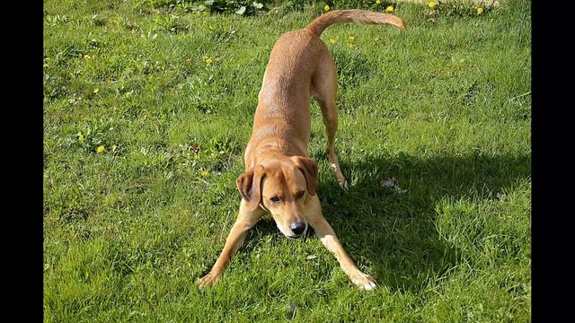 История одной собаки смотреть онлайн