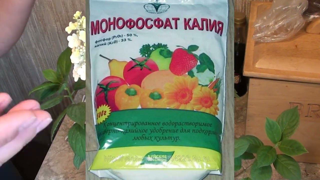 Надо ли подкармливать цветущие гортензии ? Ответы на вопросы. смотреть онлайн
