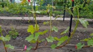 Сколько лет мучаюсь с этой шпалерой для винограда,  так какая шпалера для винограда лучше?