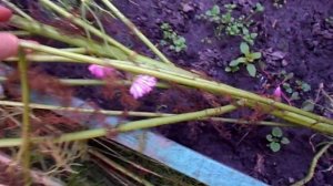 ОБЗОР ДАЧИ НА 15 СЕНТЯБРЯ 2018г