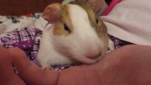 Морская свинка лижет руку хозяйке. Why guinea pig licks the hand of her mistress?