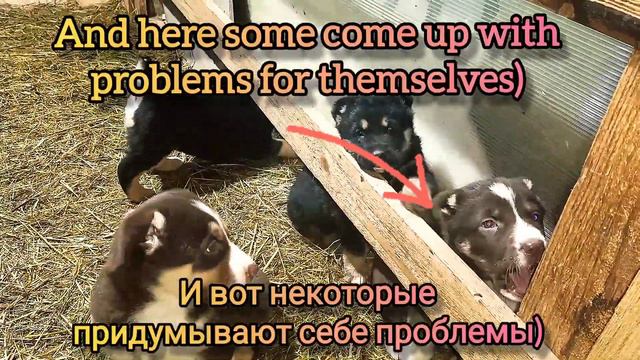 Puppies playing & puppies frolic🔥Puppies 39days💥Puppies 2022💥Щенки 2022🔥Щенки резвятся🔥Щенки 39 дне смотреть онлайн