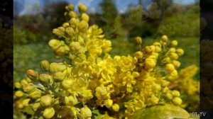 Магония падуболистная