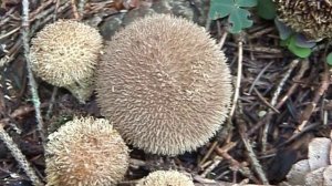 Lycoperdon echinatum @ Conoscere i funghi 15.09.2014