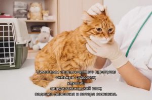Аллергия у кошек-важные подробности