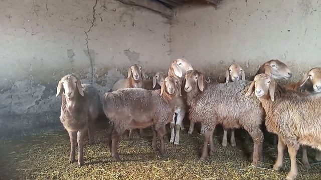 Гиссарские овцы( ярочки) Арашан смотреть онлайн