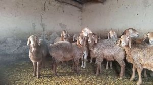 Гиссарские овцы( ярочки) Арашан