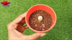 How to Grow Cactus pups ||Mammillaria Gracilis Clumps With Update