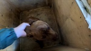 Питбуль Граф довел меня до ..... Воспитание питбуля.