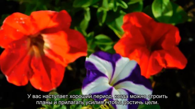 К чему снится красная помада? Толкование сна и его значение по сонникам Хассе и Ванги