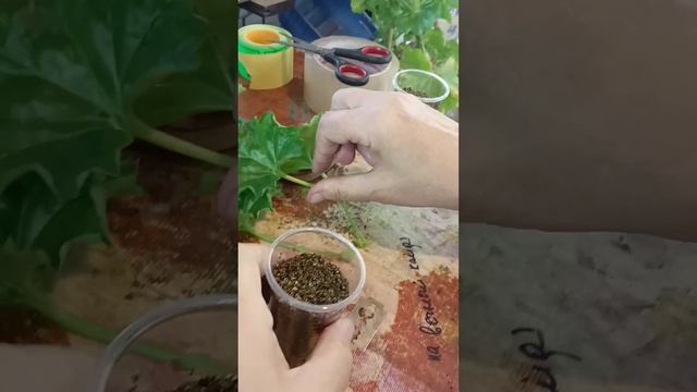 Супер способ укоренение герани листиком
