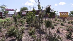 роза на штамбе без прививки, питомник роз полины козловой rozarium.biz strain without vaccinatio