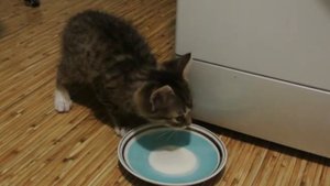 Котёнок лакает молоко из блюдца