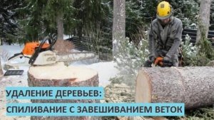 Удаление деревьев: спиливание сосен с завешиванием веток - процесс работы