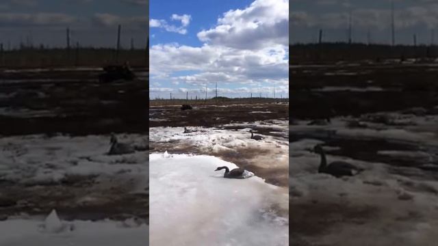 Гусеничный вездеход Охотец по болоту Охота на гуся смотреть онлайн