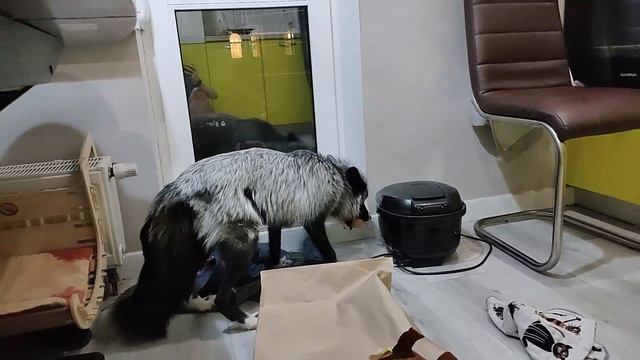 Занятия адаптивной зоопсихологией.