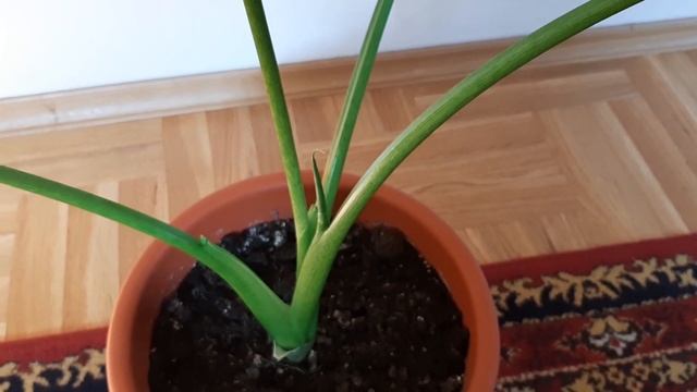 Моя Калла расцвела