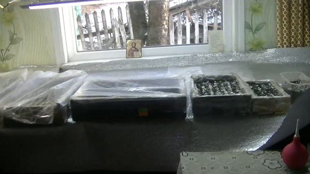 Стелажі для вирощування петунії.00026 смотреть онлайн