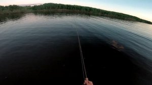 Нахлыст. Плотва и сонная щука(Fly fishing. Roach and sleepy pike)